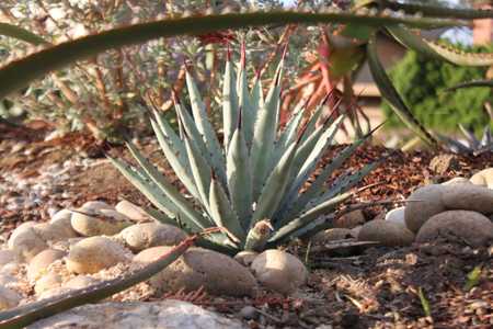 Distinctive small to medium-sized Agave whose rosettes have narrow blue-gray leaves that are evenly 