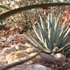 Distinctive small to medium-sized Agave whose rosettes have narrow blue-gray leaves that are evenly 