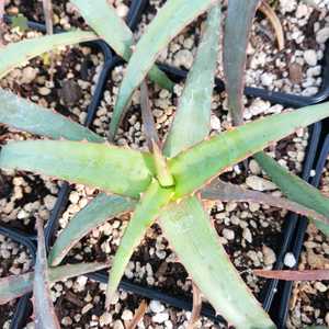 A solitary, non-branching tree aloe native to Madagascar. Its distinctive feature lies in its long, 