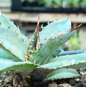 In a nod to one of Agave xylonocantha's most striking features it used to be named after the teeth o