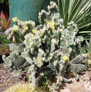 A low-maintenance cactus which can grow up to 2 feet tall and 5 feet wide. Cute pads that are shaped