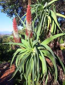 Aloe speciosa is a generally single-stemmed, tall succulent growing up to 10 feet (3 m) that carries