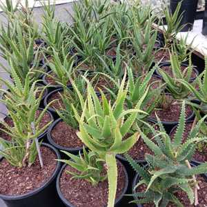 Aloe dawei (Dawe’s Aloe) from Uganda has clumping, upright clusters of elongated succulent stems tha