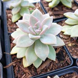 Commonly known as ghost plant or mother-of-pearl plant, is a succulent species native to Tamaulipas,