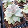 Commonly known as ghost plant or mother-of-pearl plant, is a succulent species native to Tamaulipas,