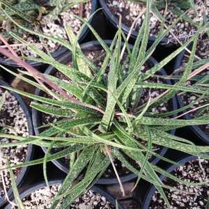 A small, stemless succulent native to Madagascar known for its clumping growth habit, dark green lea