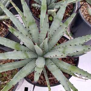 Distinctive small to medium-sized Agave whose rosettes have narrow blue-gray leaves that are evenly 