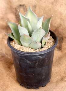 A beautiful small, solitary and slowly clumping Agave. It has broad gray leaves that form an open sy