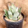 A beautiful small, solitary and slowly clumping Agave. It has broad gray leaves that form an open sy