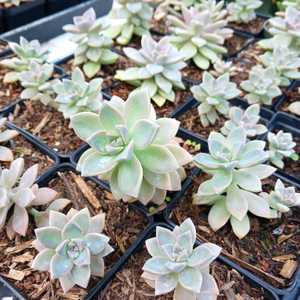 Commonly known as ghost plant or mother-of-pearl plant, is a succulent species native to Tamaulipas,