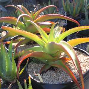 Commonly grown, Aloe vanbalenii is one of the most beautiful and distinctive aloes, with its long, t