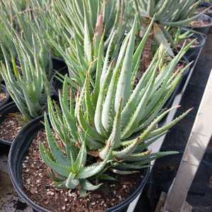 A vigorous, tight-clumping aloe, reaching 18 inches tall by 2 feet wide, with narrow upright gray-bl