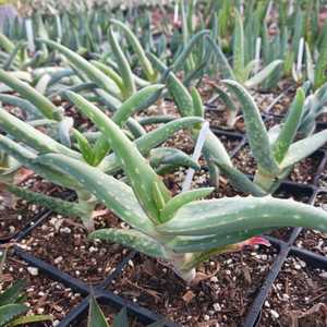 A clumping succulent native to the mountains of Yemen and Saudi Arabia, renowned for its adaptabilit