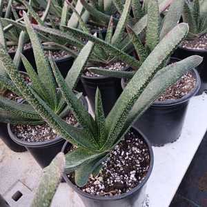 Native to the Eastern Cape Province of South Africa. Resembles Aloe species and is prized for its ea