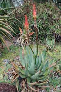 A stemless species native to South Africa's grassland area of Mpumalanga, presents a striking appear