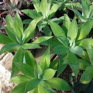 Agave 'Blue Flame' are visually impressive with their distinctive blue-green leaves that gracefully 