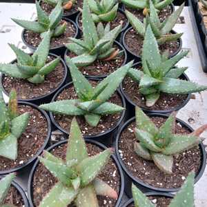 A lovely hybrid of the Aloe marlothii (Mountain Aloe) Leaves are large grey green color with reddish