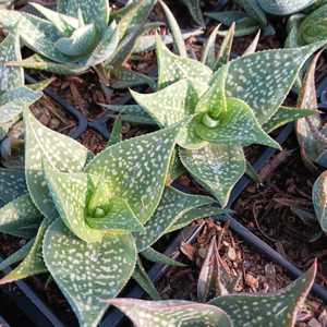 A smaller, clumping aloe with spotted leaves which makes a great plant for the window sill.