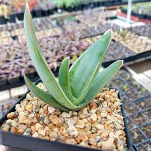 A small, beautiful, stemless South African Aloe which grows up to 18 inches (45 cm) tall and up to 2