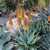 Aloe marlothii x sinkatana