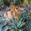 A lovely hybrid of the Aloe marlothii (Mountain Aloe) Leaves are large grey green color with reddish