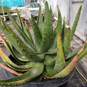 Large, showy outdoor plant, native to South Africa and Zimbabwe. Yellow/red-orange flowers, attracti