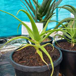 A smallish tree aloe from Southern Madagascar which is typically non-branching, and grows to 13 feet