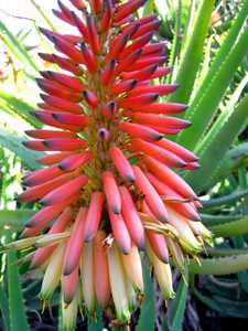 A beautiful, medium size, shrubby aloe with bi-color blooms and a trailing stem up to 1 meter long w