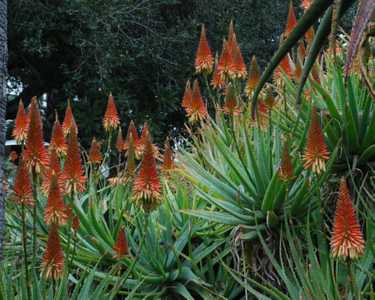 A beautiful, medium size, shrubby aloe with bi-color blooms and a trailing stem up to 1 meter long w