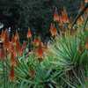 A beautiful, medium size, shrubby aloe with bi-color blooms and a trailing stem up to 1 meter long w