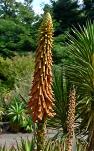 Aloe africana is a handsome aloe native to the Eastern Cape of South Africa which adapts to a wide r