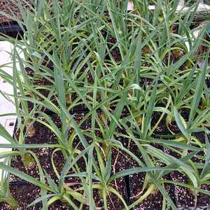 A large, perennial succulent from central Mexico, closely related to Agaves and Yuccas. This monocar