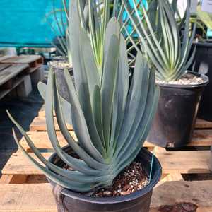 Succulent shrub with gray colored stems that terminate with a fan-like cluster arrangement of flat 1