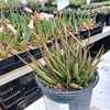 A petite, stemless succulent forming small clusters. Its narrow, dark green leaves, marked with whit