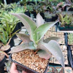 Grows 2 to 3 feet, forms a single open rosette of wavy gray colored leaves.