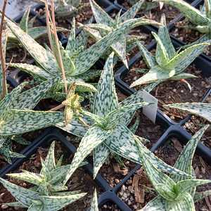 Aloe with pale green rosettes adorned with creamy white stippling and fringed edges. In the summer t