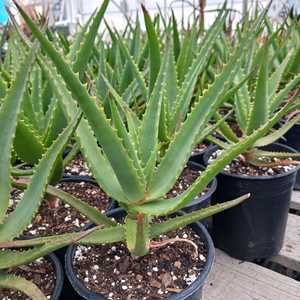 A mid-sized clustering aloe, features upwardly inclined gray-green leaves reaching around 3 feet in 