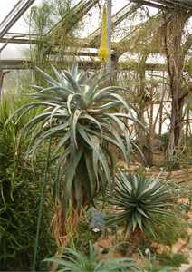 Aloe africana is a handsome aloe native to the Eastern Cape of South Africa which adapts to a wide r