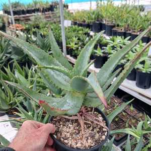 Aloe pretoriensis is a medium-sized, rosette-forming, single stem, blue-green aloe from South Africa