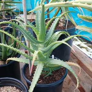 A popular cultivar of Aloe arborescens which tends to be slower growing and smaller in size. Grows l