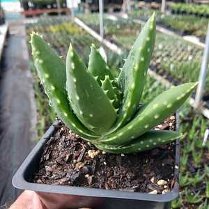 A sprawling aloe indigenous to South Africa's west coast. Growing in dense clusters, its stems can r