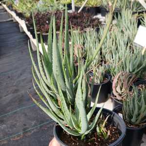 A vigorous, tight-clumping aloe, reaching 18 inches tall by 2 feet wide, with narrow upright gray-bl