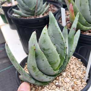 Aloe petricola is solitary, stemless, growing to 2 feet high (60 cm) and up to 3 feet (90 cm) wide w