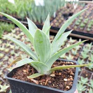 A moderately sized Agave attenuata hybrid, forming rosettes reaching 2 feet in height and 6 to 8 inc