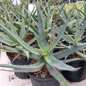 hybrid.  Mid sized aloe  dark orange flowers in winter with green leaves turning to deep red in the 