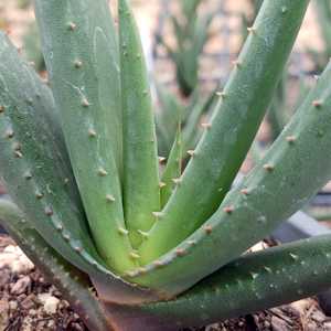 This plant is one of the most beautiful and showy of the South African species of Aloe. Aloe wickens