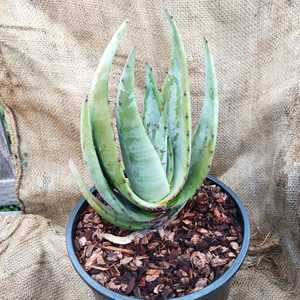 Aloe petricola is solitary, stemless, growing to 2 feet high (60 cm) and up to 3 feet (90 cm) wide w