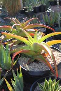 Commonly grown, Aloe vanbalenii is one of the most beautiful and distinctive aloes, with its long, t