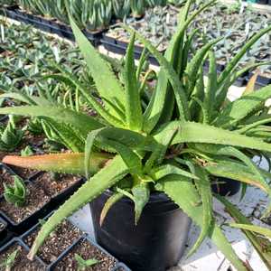 A smaller to mid-size, quickly clumping aloe that grows to less than 1 foot tall with many densely-c