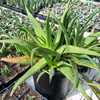 A smaller to mid-size, quickly clumping aloe that grows to less than 1 foot tall with many densely-c